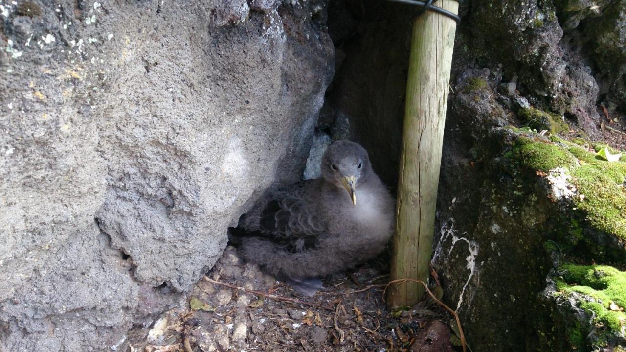 Calheta de NesquimCasa Do Avo Faidoca别墅 外观 照片